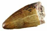 Serrated, Fossil Phytosaur (Redondasaurus) Tooth - New Mexico #284272-1